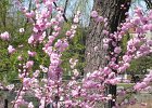 Blosomming peach flower